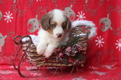 Les chiots de Berger Américain Miniature 