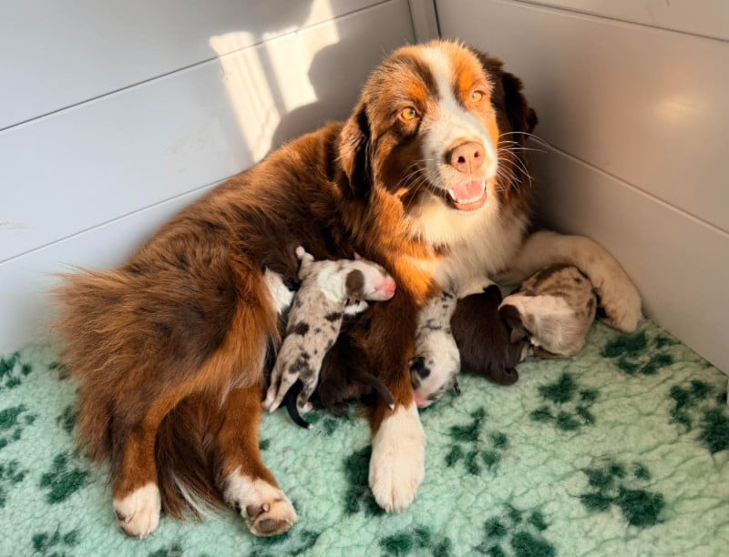 Berger Américain Miniature  - Of Winner Mistral