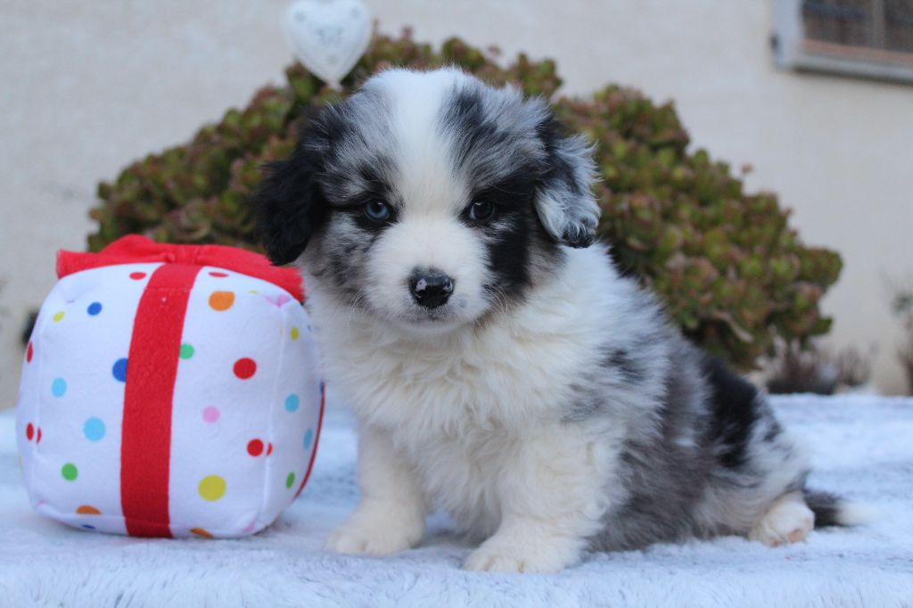 Another star is born