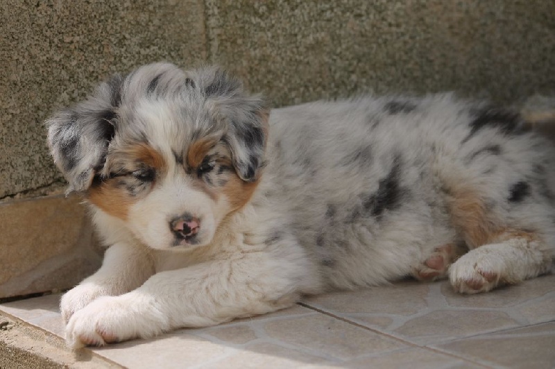 Chiot Of Winner Mistral Berger Australien