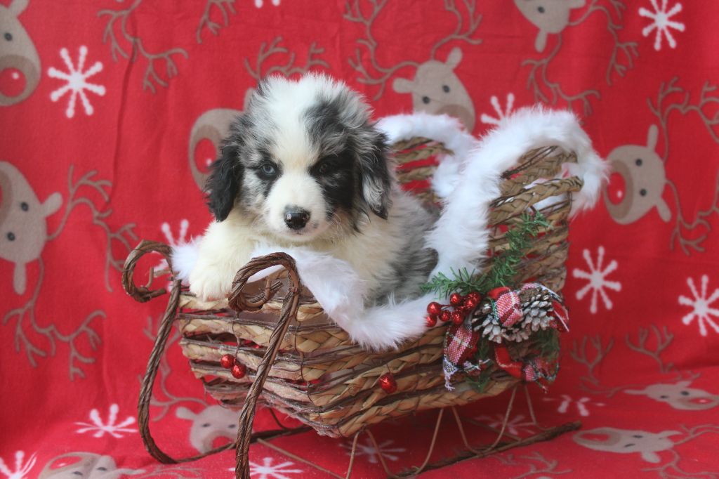 Another star is born