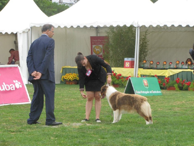 Give me a enchanted goddess Of Winner Mistral - 1° EXCELLENT + Qualifié pour la CRUFT 2013