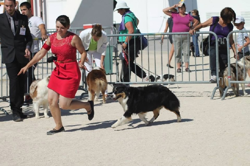 Feeling love with laïka des Chemins Cathares - EXCELLENT