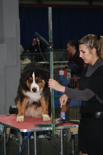 Heart of lion Of Winner Mistral - TRES PROMETTEUR (pas de classement)