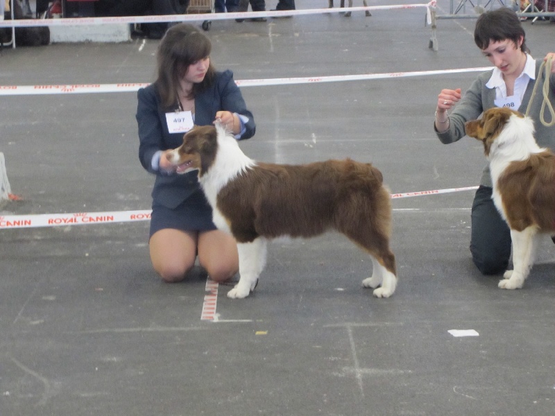 Give me a enchanted goddess Of Winner Mistral - 1° très prometteur - Meilleur Puppy femelle.