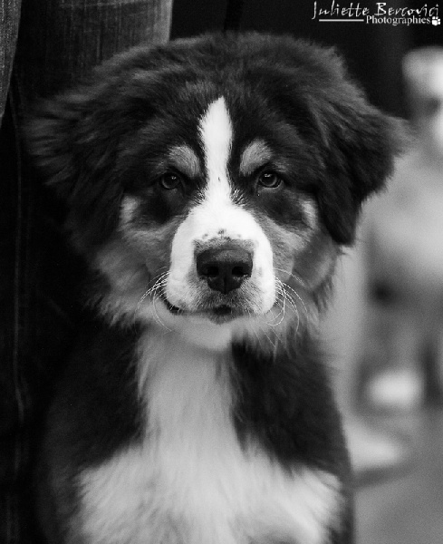 Heart of lion Of Winner Mistral - 2° TRÈS PROMETEUR