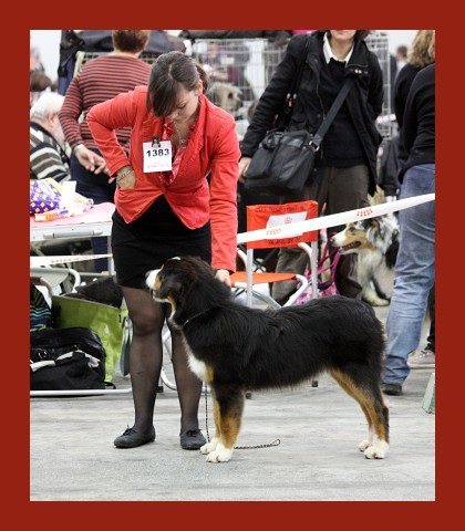 Heart of lion Of Winner Mistral - 2° TRÈS PROMETEUR sur 11