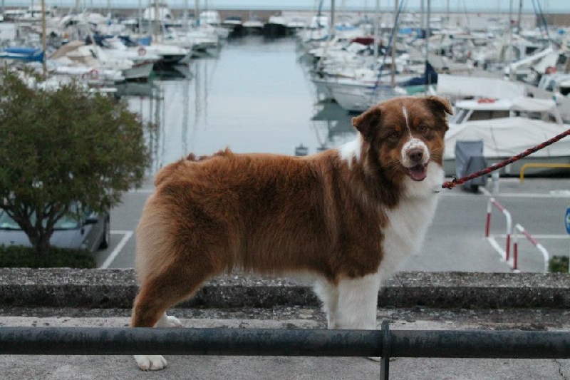 Give me a enchanted goddess Of Winner Mistral - 2° EXCELLENT