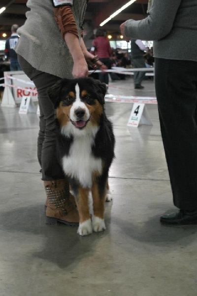 Heart of lion Of Winner Mistral - 2° TRÈS PROMETEUR