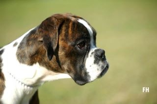 Glasgow nic Du Cap De Nocibe - 1er TP (classe Puppy)