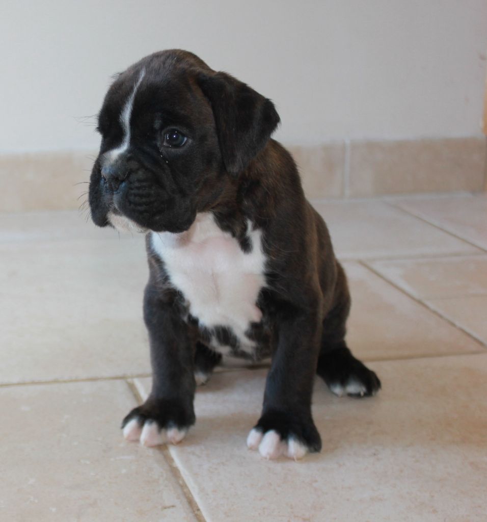 Ouchka - Boxer