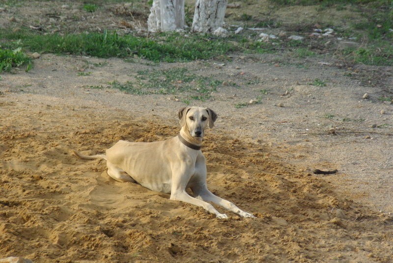 Publication : Des Hauts de la Claie Des Fonds Auteur : André Cadoch