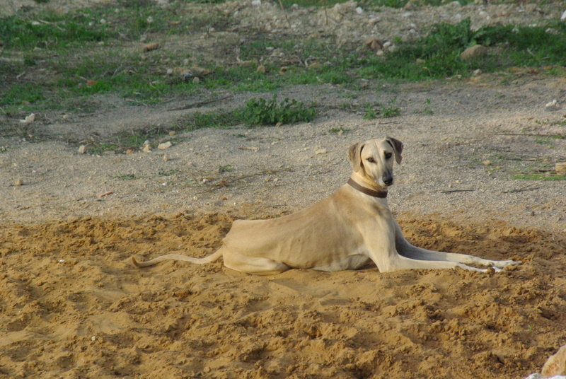 Publication : Des Hauts de la Claie Des Fonds Auteur : André Cadoch