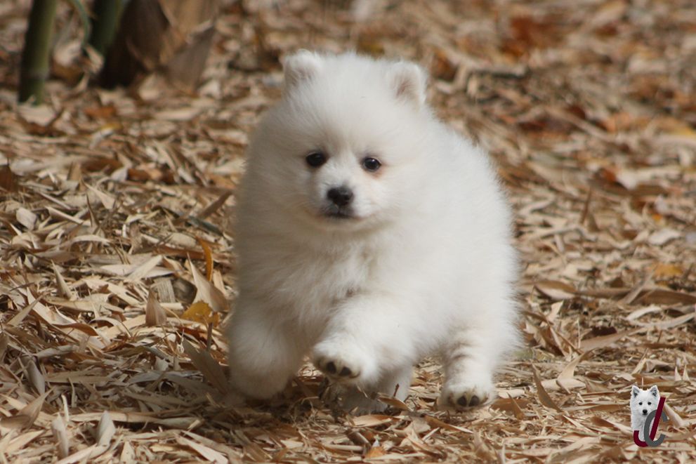CHIOT collier orange