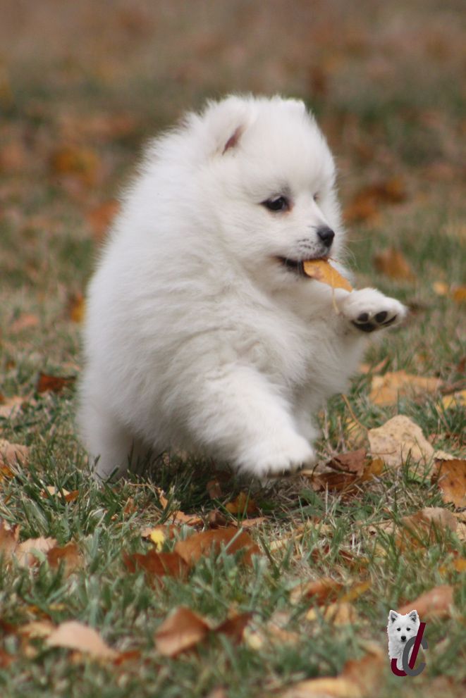 CHIOT collier orange