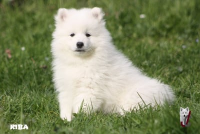 Les chiots de Spitz japonais
