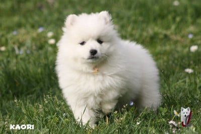 Les chiots de Spitz japonais