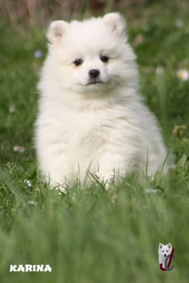 Les chiots de Spitz japonais