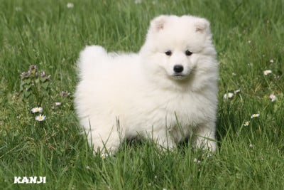 Les chiots de Spitz japonais