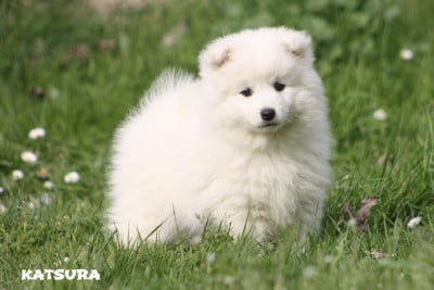 Les chiots de Spitz japonais
