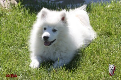 Les chiots de Spitz japonais