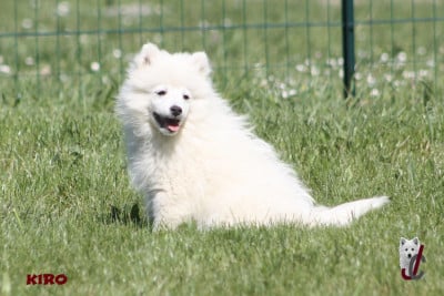 Les chiots de Spitz japonais