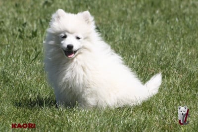Les chiots de Spitz japonais