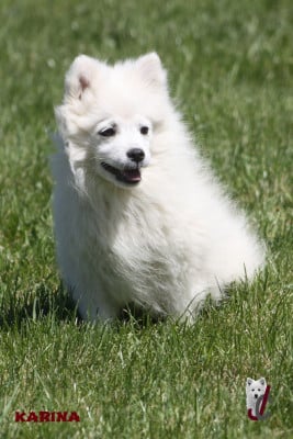 Les chiots de Spitz japonais