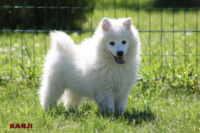 Les chiots de Spitz japonais