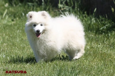 Les chiots de Spitz japonais