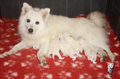 Spitz japonais - du clos jennyfer