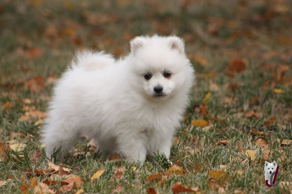 CHIOT collier orange