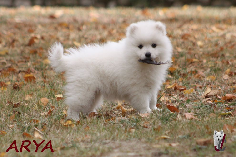 CHIOT collier rose - ARYA