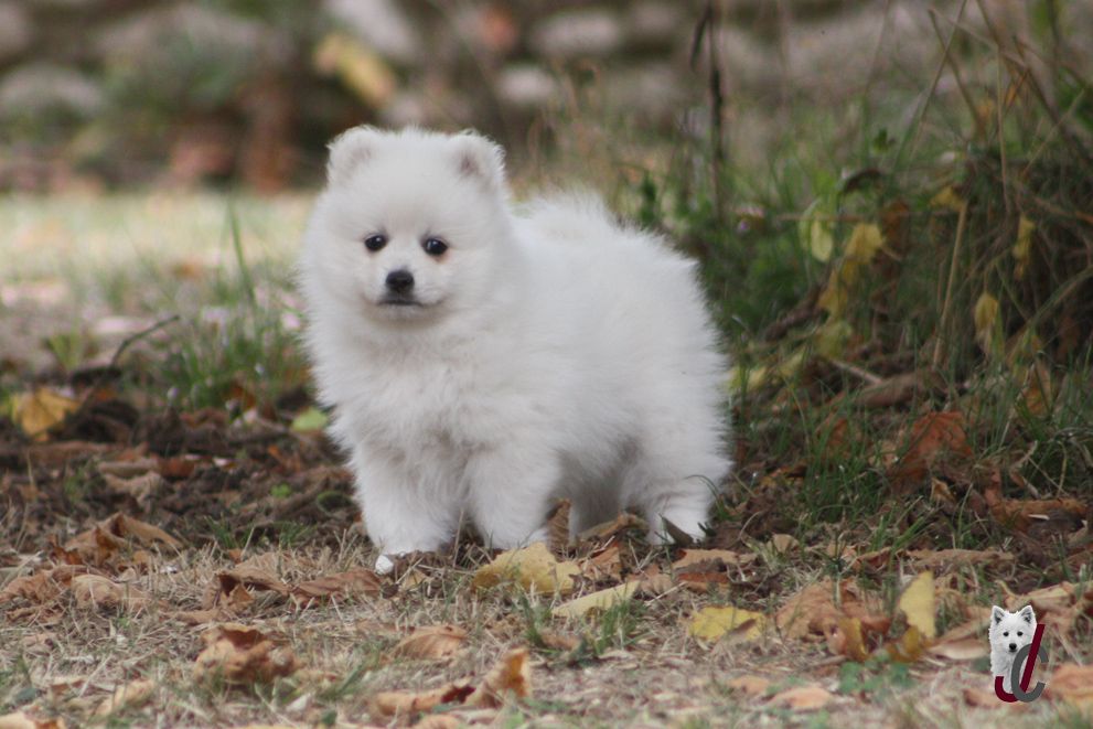 CHIOT collier orange
