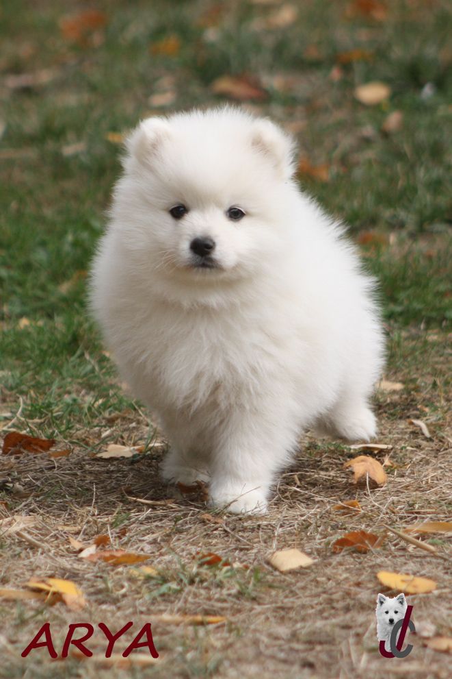 CHIOT collier rose - ARYA