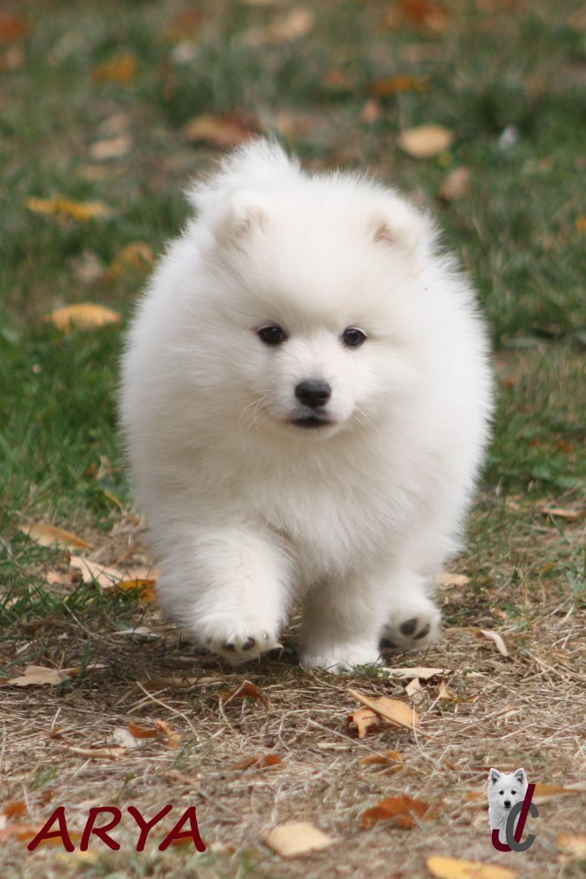 CHIOT collier rose - ARYA