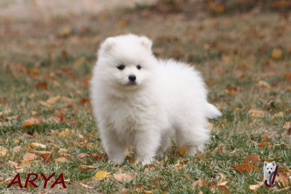 CHIOT collier rose - ARYA