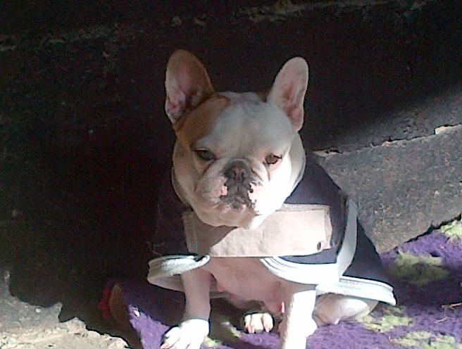 Publication : Picpuce Auteur : estelle payrastre