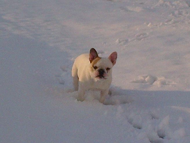 Publication : Picpuce Auteur : estelle payrastre