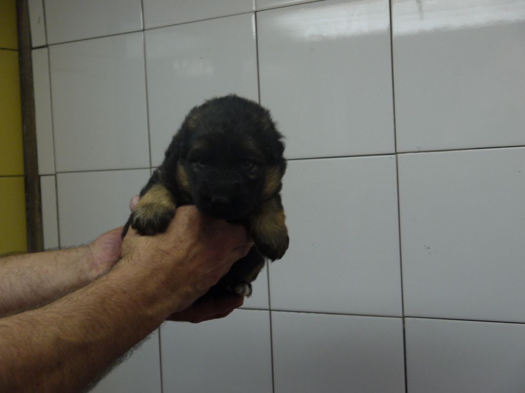 Chiot Berger Allemand Poil Long, femelle disponible en Chiot Berger Allemand Poil Long, femelle disponible en