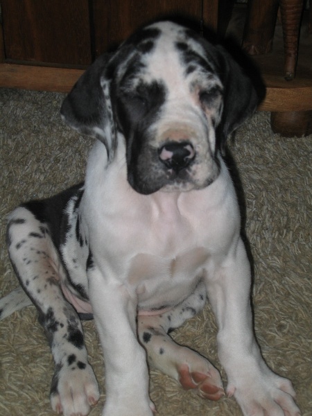 Publication : Du bon presage Auteur : Muré corinne