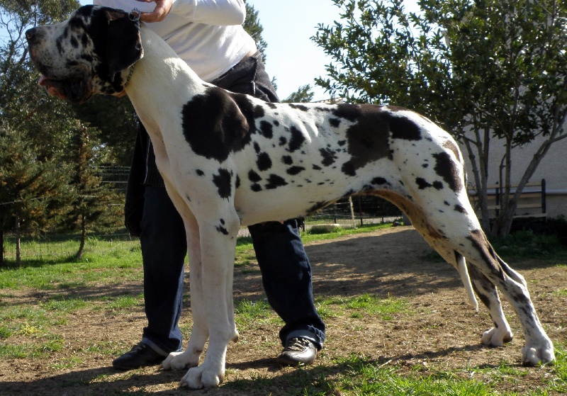 Publication : Du bon presage Auteur : Muré corinne