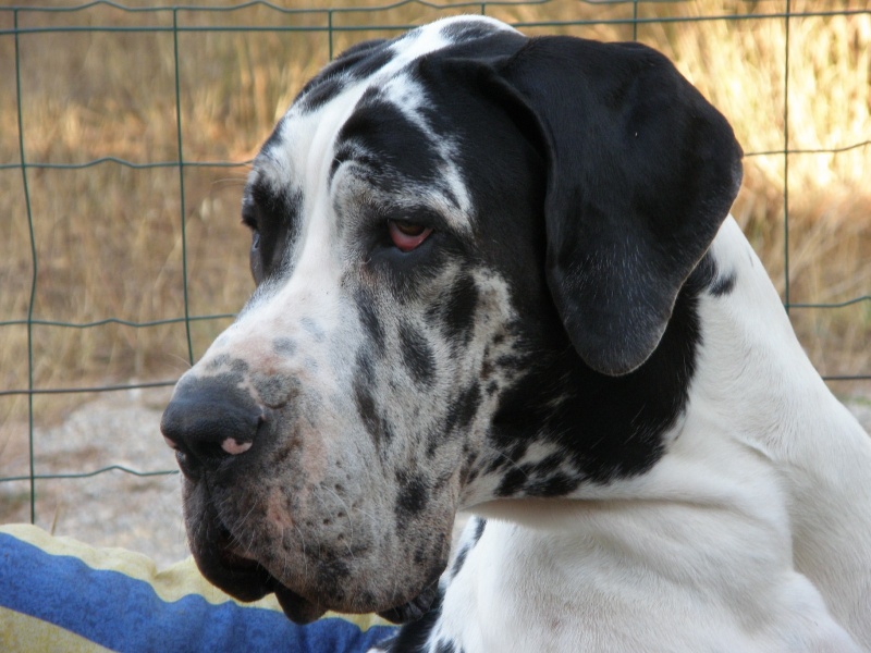 Publication : Du bon presage Auteur : Muré corinne