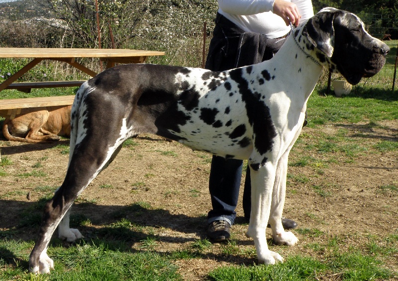 Publication : Du bon presage Auteur : Muré corinne