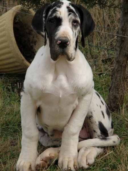 Publication : Du bon presage Auteur : Muré corinne