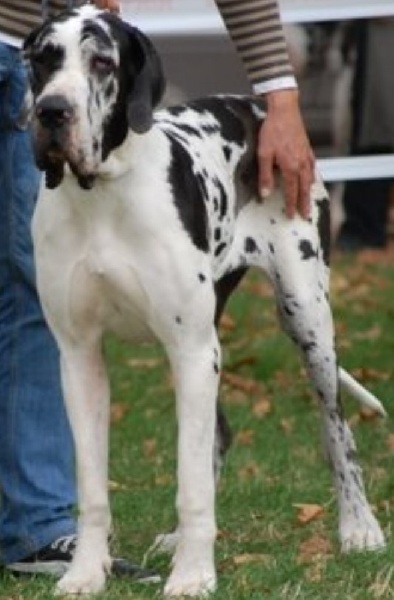 Publication : Du bon presage Auteur : Muré corinne