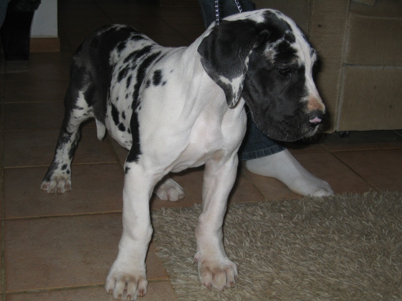 Publication : Du bon presage Auteur : Muré corinne