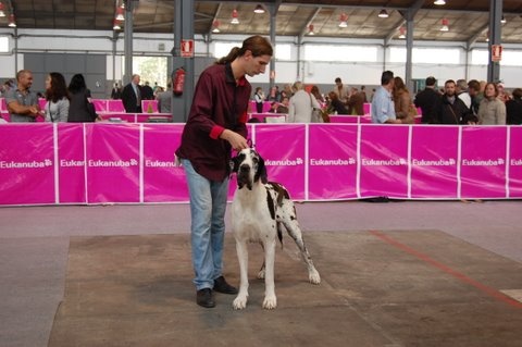 Emmy (dit elga) (Sans Affixe) - 1er Excellent - CAC