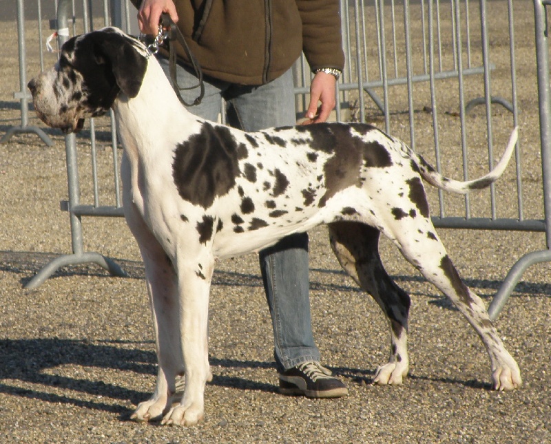 Emmy (dit elga) (Sans Affixe) - 1er Excellent - Meilleur jeune