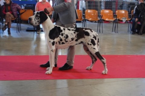 Emmy (dit elga) (Sans Affixe) - 1er Excellent